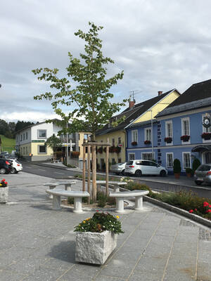 Weitersfelden Steinbänke Baum Ortsplatz (Quelle: Land OÖ)