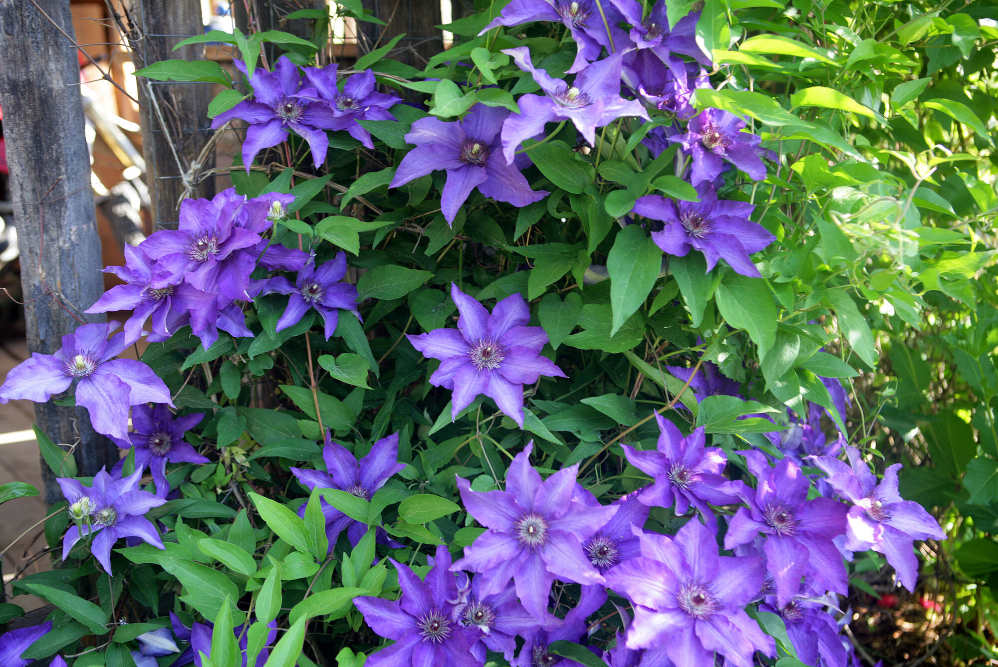 Clematis (Quelle: Land OÖ)
