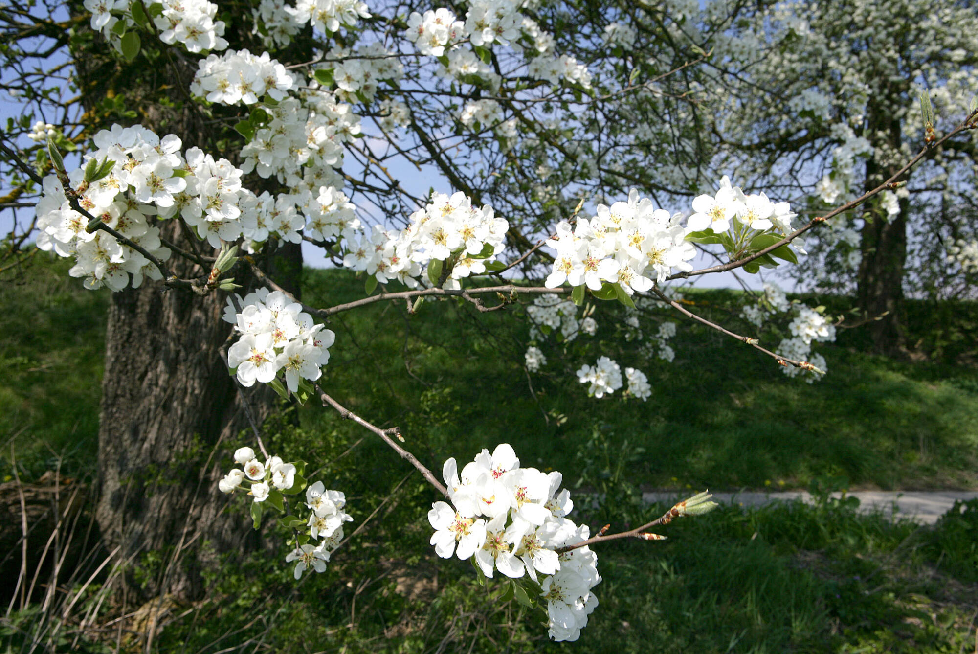 Baumblüte (Quelle: Land OÖ Bianca Cerpnjak)